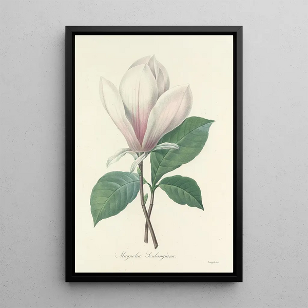 Choix des plus belles fleurs pl 046 - Pierre Joseph Redouté — ingelijst kunstwerk aan de muur