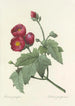 Choix des plus belles fleurs pl 047 - Pierre Joseph Redouté — weergave van het kunstwerk