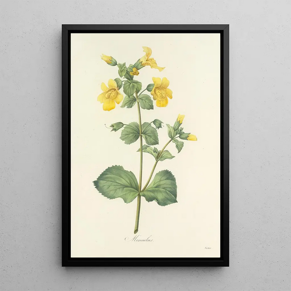 Choix des plus belles fleurs pl 048 - Pierre Joseph Redouté — ingelijst kunstwerk aan de muur