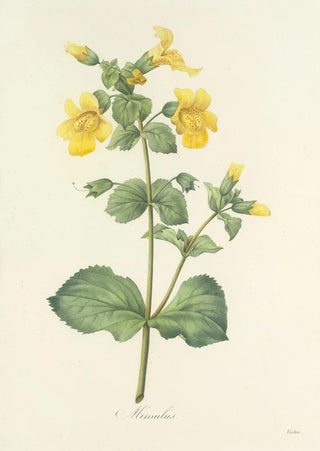 Pierre Joseph Redout - Choix des plus belles fleurs pl 048.webp