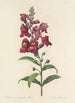 Choix des plus belles fleurs pl 049 - Pierre Joseph Redouté — weergave van het kunstwerk