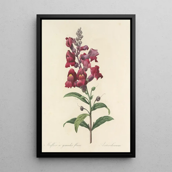 Choix des plus belles fleurs pl 049 - Pierre Joseph Redouté — ingelijst kunstwerk aan de muur