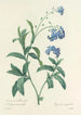 Choix des plus belles fleurs pl 050 - Pierre Joseph Redouté — weergave van het kunstwerk