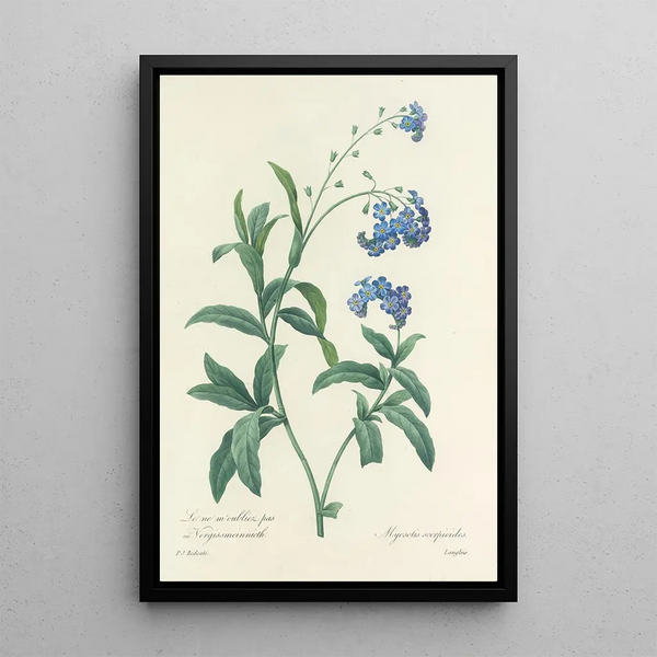 Choix des plus belles fleurs pl 050 - Pierre Joseph Redouté — ingelijst kunstwerk aan de muur