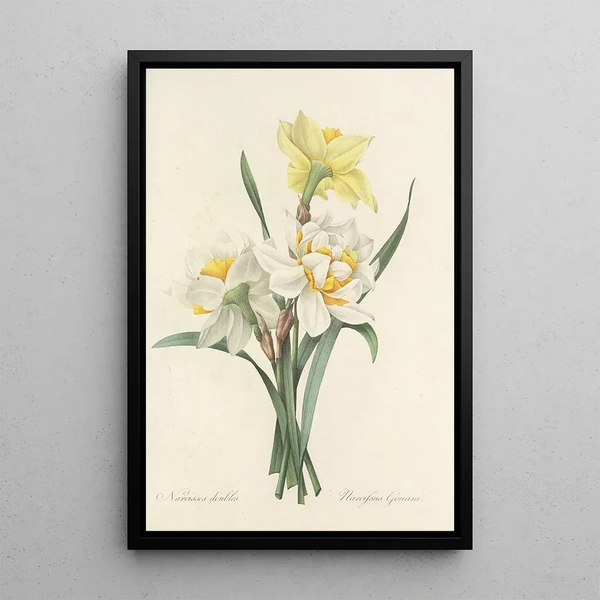 Choix des plus belles fleurs pl 051 - Pierre Joseph Redouté — ingelijst kunstwerk aan de muur