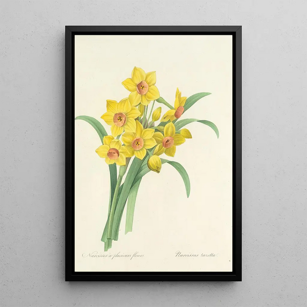 Choix des plus belles fleurs pl 052 - Pierre Joseph Redouté — ingelijst kunstwerk aan de muur