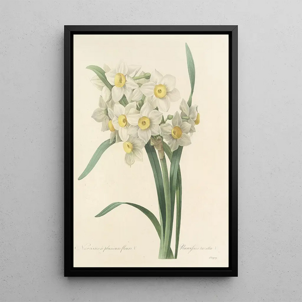 Choix des plus belles fleurs pl 053 - Pierre Joseph Redouté — ingelijst kunstwerk aan de muur