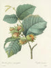 Keuze van de mooiste bloemen pl 054 - Pierre-Joseph Redouté — weergave van het kunstwerk