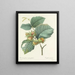 Keuze van de mooiste bloemen pl 054 - Pierre-Joseph Redouté — ingelijst kunstwerk aan de muur