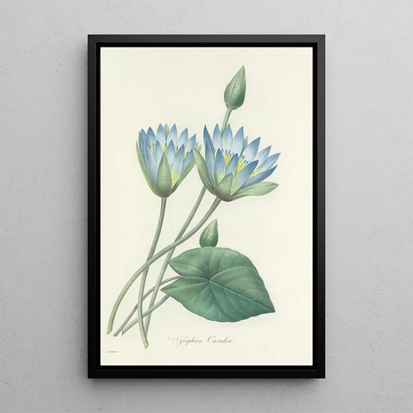 Choix des plus belles fleurs pl 055 - Pierre Joseph Redouté — ingelijst kunstwerk aan de muur