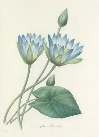 Pierre Joseph Redout - Choix des plus belles fleurs pl 055.webp