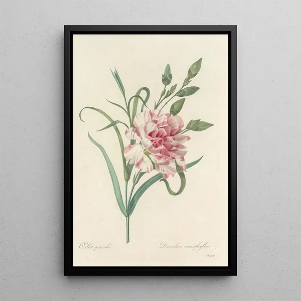 Choix des plus belles fleurs pl 056 - Pierre Joseph Redouté — ingelijst kunstwerk aan de muur