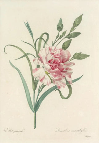 Pierre Joseph Redout - Choix des plus belles fleurs pl 056.webp