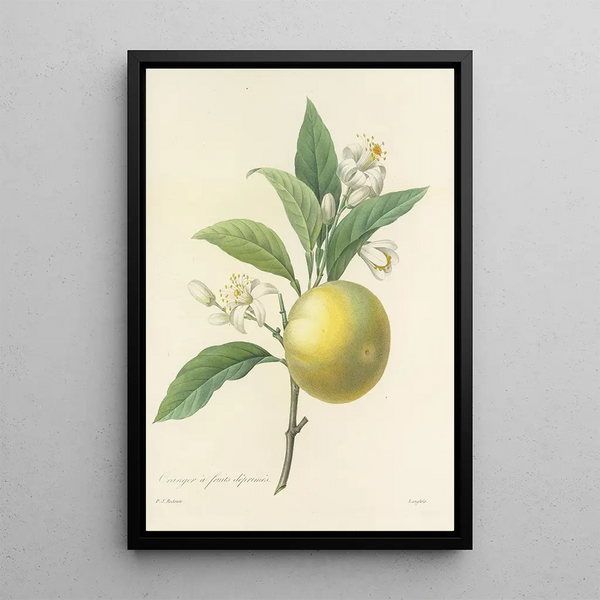Choix des plus belles fleurs pl 058 - Pierre Joseph Redouté — ingelijst kunstwerk aan de muur