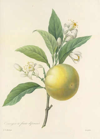 Pierre Joseph Redout - Choix des plus belles fleurs pl 058.webp