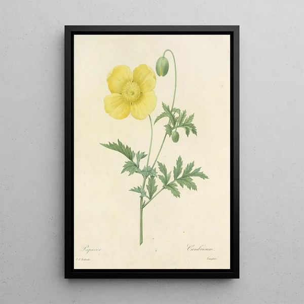 Choix des plus belles fleurs pl 060 - Pierre Joseph Redouté — ingelijst kunstwerk aan de muur