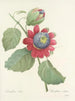 Keuze van de mooiste bloemen pl 061 - Pierre-Joseph Redouté — weergave van het kunstwerk