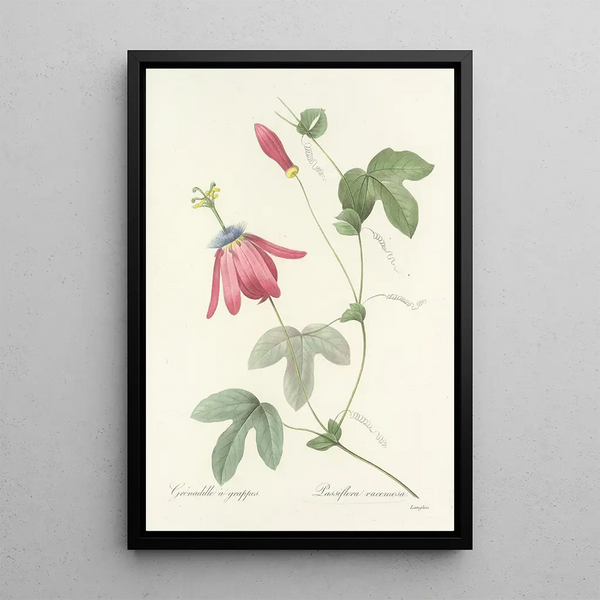 Choix des plus belles fleurs pl 062 - Pierre Joseph Redouté — ingelijst kunstwerk aan de muur
