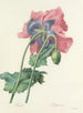 Keuze van de mooiste bloemen pl 063 - Pierre-Joseph Redouté — weergave van het kunstwerk
