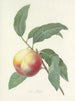 Keuze van de mooiste bloemen pl 064 - Pierre-Joseph Redouté — weergave van het kunstwerk