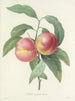 Keuze van de mooiste bloemen pl 065 - Pierre-Joseph Redouté — weergave van het kunstwerk