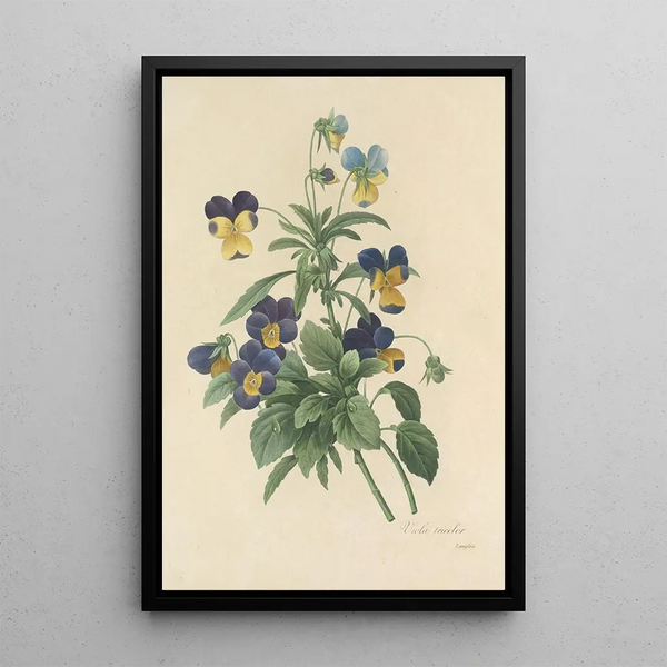 Choix des plus belles fleurs pl 066 - Pierre Joseph Redouté — ingelijst kunstwerk aan de muur