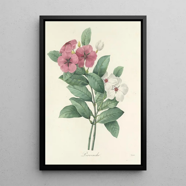 Choix des plus belles fleurs pl 068 - Pierre Joseph Redouté — ingelijst kunstwerk aan de muur