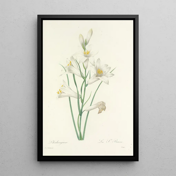 Choix des plus belles fleurs pl 069 - Pierre Joseph Redouté — ingelijst kunstwerk aan de muur