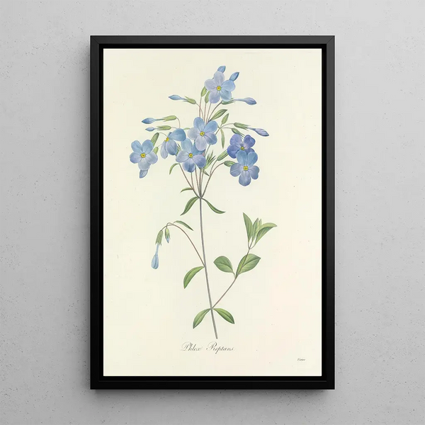 Choix des plus belles fleurs pl 070 - Pierre Joseph Redouté — ingelijst kunstwerk aan de muur
