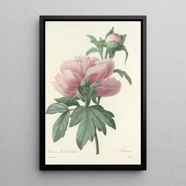 Choix des plus belles fleurs pl 071 - Pierre Joseph Redouté — ingelijst kunstwerk aan de muur