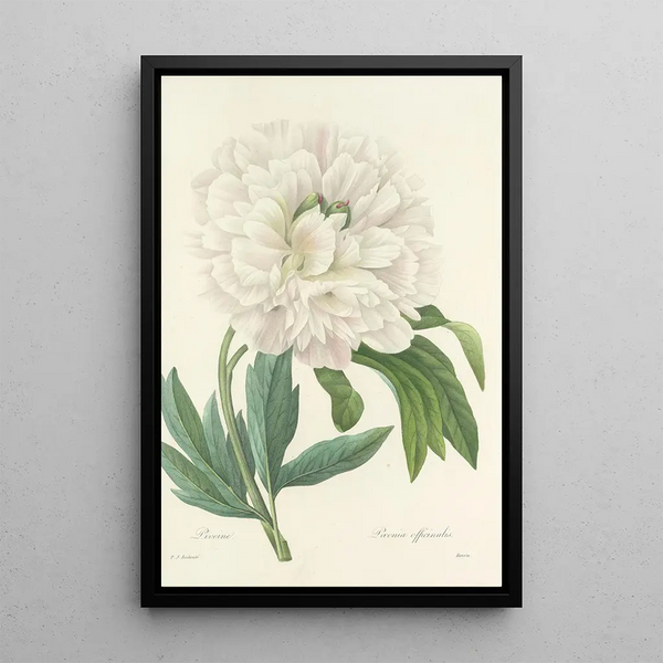 Choix des plus belles fleurs pl 072 - Pierre Joseph Redouté — ingelijst kunstwerk aan de muur