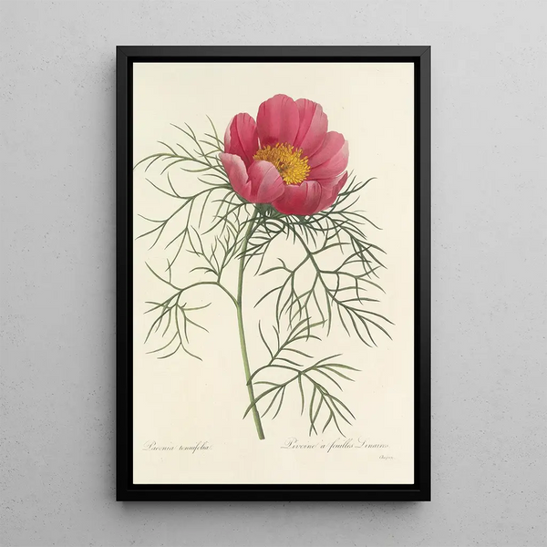 Choix des plus belles fleurs pl 073 - Pierre Joseph Redouté — ingelijst kunstwerk aan de muur