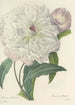 Choix des plus belles fleurs pl 074 - Pierre Joseph Redouté — weergave van het kunstwerk