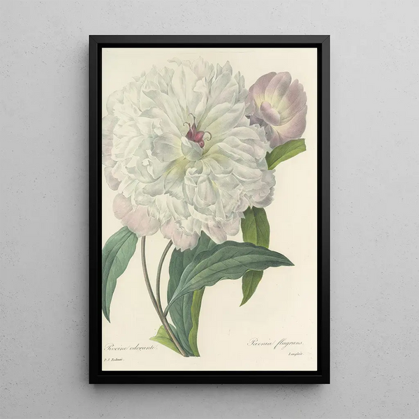 Choix des plus belles fleurs pl 074 - Pierre Joseph Redouté — ingelijst kunstwerk aan de muur