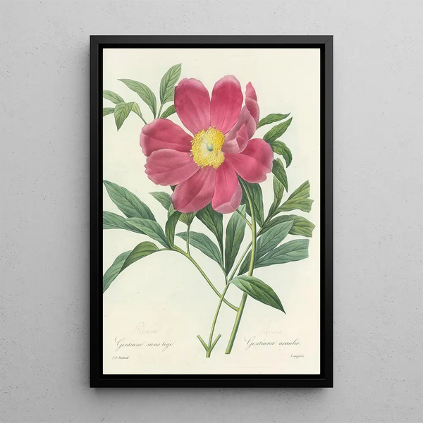 Choix des plus belles fleurs pl 075 - Pierre Joseph Redouté — ingelijst kunstwerk aan de muur