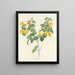 Keuze van de mooiste bloemen pl 076 - Pierre-Joseph Redouté — ingelijst kunstwerk aan de muur