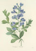 Choix des plus belles fleurs pl 077 - Pierre Joseph Redouté — weergave van het kunstwerk