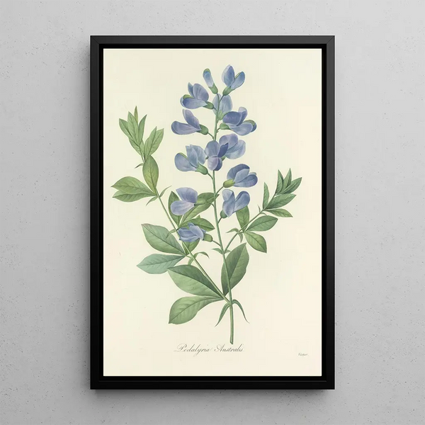 Choix des plus belles fleurs pl 077 - Pierre Joseph Redouté — ingelijst kunstwerk aan de muur