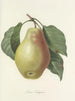 Keuze van de mooiste bloemen pl 078 - Pierre-Joseph Redouté — weergave van het kunstwerk