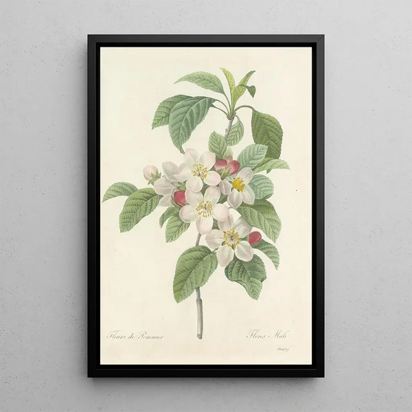 Choix des plus belles fleurs pl 079 - Pierre Joseph Redouté — ingelijst kunstwerk aan de muur