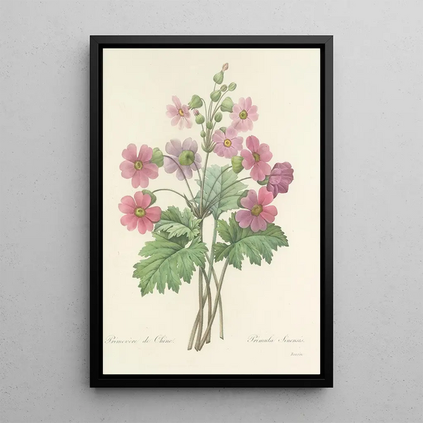 Choix des plus belles fleurs pl 081 - Pierre Joseph Redouté — ingelijst kunstwerk aan de muur