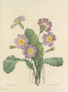 Keuze van de mooiste bloemen pl 082 - Pierre-Joseph Redouté — weergave van het kunstwerk