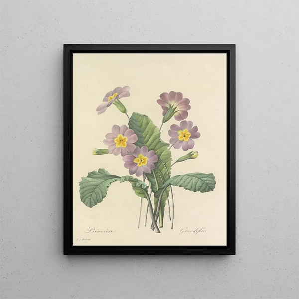 Pierre Joseph Redout - Choix des plus belles fleurs pl 082.webp