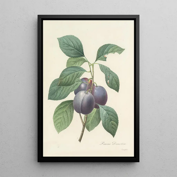 Choix des plus belles fleurs pl 083 - Pierre Joseph Redouté — ingelijst kunstwerk aan de muur
