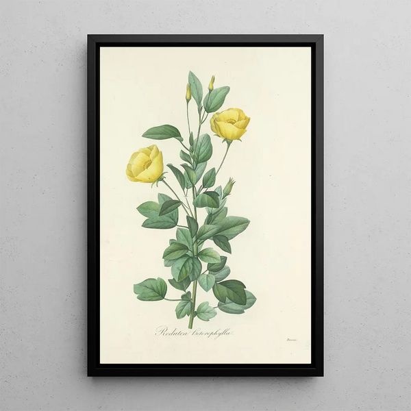 Choix des plus belles fleurs pl 084 - Pierre Joseph Redouté — ingelijst kunstwerk aan de muur