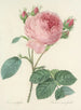 Keuze van de mooiste bloemen pl 086 - Pierre-Joseph Redouté — weergave van het kunstwerk