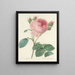 Keuze van de mooiste bloemen pl 086 - Pierre-Joseph Redouté — ingelijst kunstwerk aan de muur