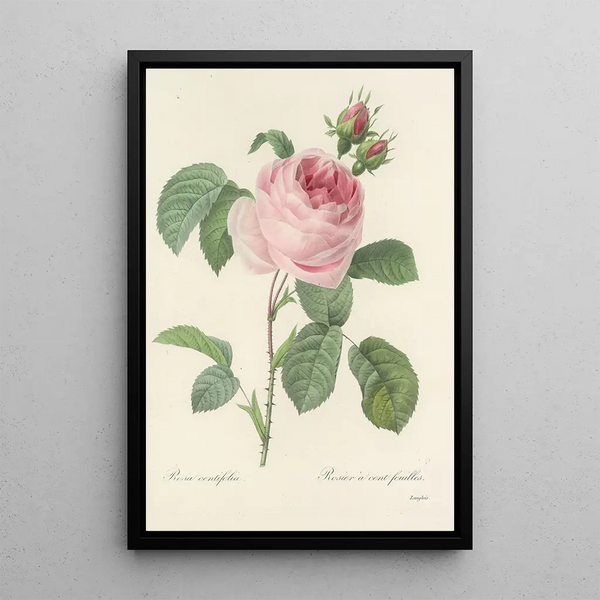 Choix des plus belles fleurs pl 087 - Pierre Joseph Redouté — ingelijst kunstwerk aan de muur
