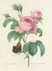 Keuze van de mooiste bloemen pl 088 - Pierre-Joseph Redouté — weergave van het kunstwerk