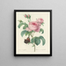 Keuze van de mooiste bloemen pl 088 - Pierre-Joseph Redouté — ingelijst kunstwerk aan de muur